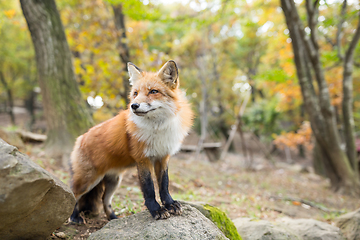 Image showing Cute fox at outdoor