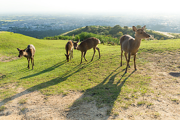 Image showing Deer at mount wakakusa