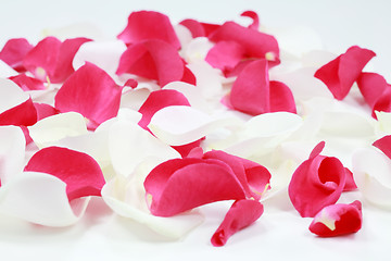 Image showing Rose petals