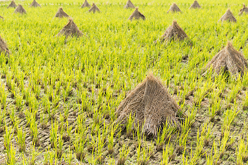 Image showing Rice field