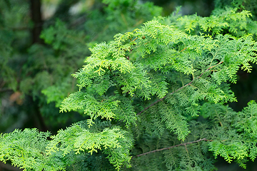 Image showing Green plant tree forest