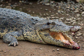 Image showing Crocodile getting hurt on mouth