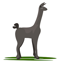 Image showing Cartoon Llama/Domesticated animal vector or color illustration