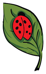 Image showing A cute little lady beetle crawling on a green leaf vector or col