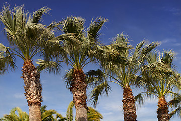 Image showing Palm trees against a deep blue sky in Los Angeles