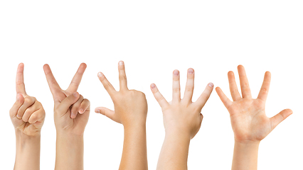 Image showing Kids hands gesturing isolated on white studio background, copyspace for ad