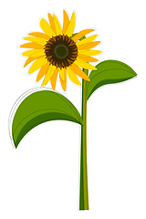 Image showing Clipart of a sunflower set isolated on white-colored background 