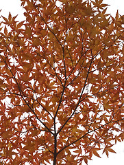 Image showing Autumn twig