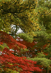 Image showing Combination of autumn colors