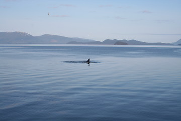 Image showing Humpback Whale in Alaska Waters