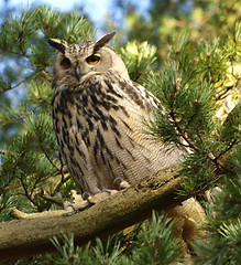 Image showing Eurasian Eagle-owl