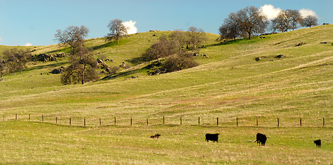 Image showing Cows grazing in a pasture in the California hills