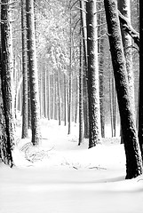 Image showing B & W image of snow covered pines in Yosemite National Park