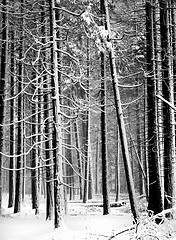 Image showing B & W image of snow covered pines in Yosemite National Park