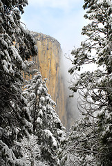 Image showing View through the pines of El Capitan in Yosemite National Park o