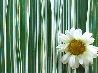 Image showing Daisy with Ribbon Grass Background