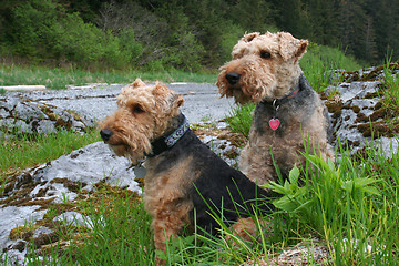 Image showing Two Welsh Terrier Friends