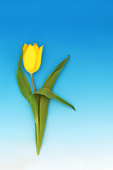 Image showing Spring Tulip Yellow Flower Minimal Composition