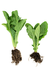 Image showing Highly Nutritious Fresh Spinach Plants with Roots