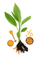 Image showing Turmeric Spice Plant with Root Powder and Capsules