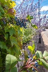 Image showing Close Up view of in the vineyard and lavender in Burgundy day with blue sky