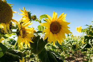 Image showing Sunflowers against a blue sky on the field