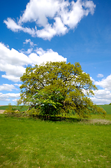 Image showing Tree on hill