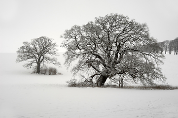 Image showing Tree on hill at winter