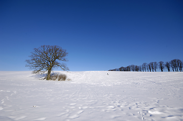 Image showing Tree on hill at winter