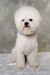 Image showing Sitting poodle dog