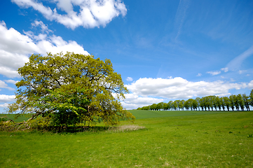 Image showing Tree on hill