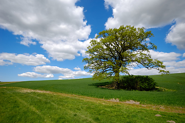 Image showing Tree on hill