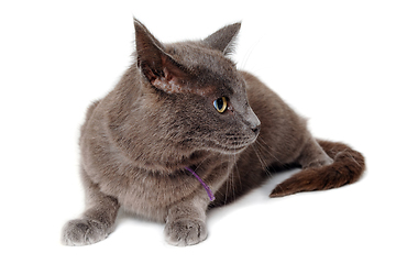 Image showing Gray cat on a isolated white background.