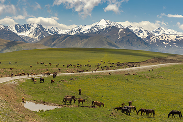 Image showing Animals, horses and cows graze in the meadows of the Elbrus regi