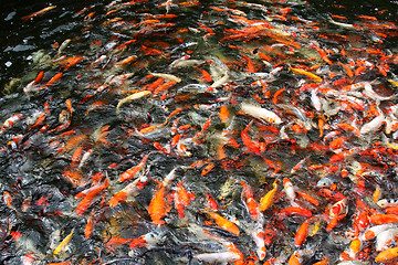 Image showing Koi