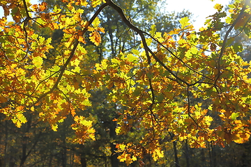 Image showing Autumn leaves.