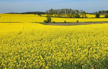 Image showing Blooming rape fields.