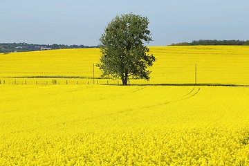 Image showing Blooming rape fields.