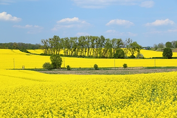 Image showing Blooming rape fields.