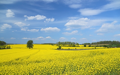 Image showing Blooming rape fields.