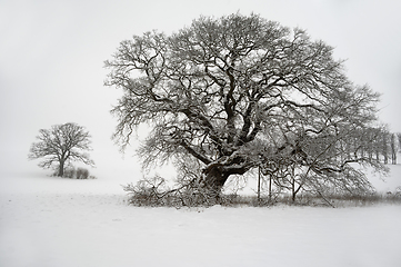 Image showing Tree on hill at winter