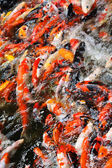 Image showing Koi