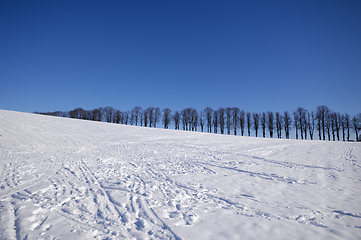 Image showing Trees on hill at winter