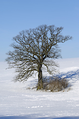 Image showing Tree on hill at winter