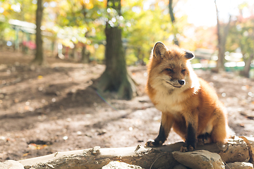 Image showing Fox in nature