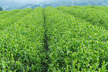 Image showing Tea farm