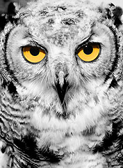 Image showing Portrait of owl