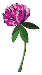 Image showing Image of clover, vector or color illustration.