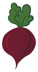 Image showing Image of beet, vector or color illustration.