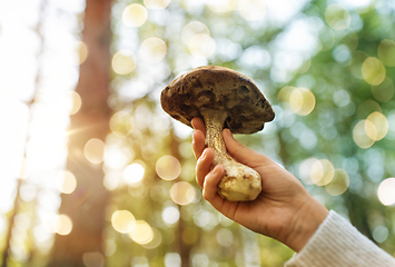 Image showing close up of female hand with mushroom in forest